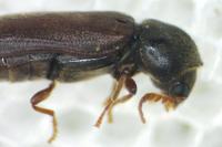 Ptilinus pectinicornis