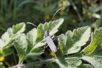 Phytoecia cylindrica