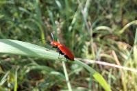 Pyrochroa serraticornis