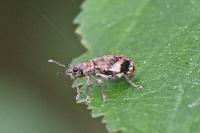 Polydrusus sparsus