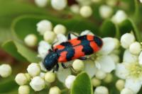 Trichodes apiarius