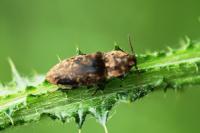 Agrypnus murinus