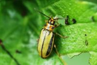 Xanthogaleruca luteola