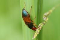 Diachromus germanus