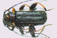 Poecilium lividum