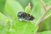 Ptosima undecimmaculata