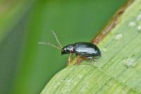 Aphthona