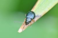 Aphthona