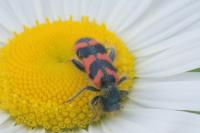 Trichodes alvearius
