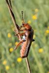 Cantharis livida