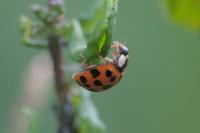 Harmonia axyridis