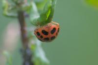 Harmonia axyridis
