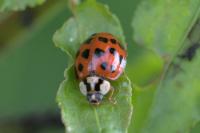Harmonia axyridis