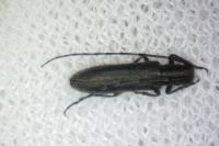 Agapanthia cardui
