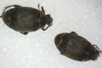Bruchidius villosus