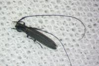 Calamobius filum