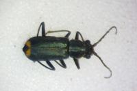Clanoptilus elegans