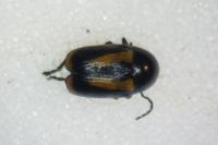 Cryptocephalus vittatus
