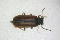 Episernus gentilis