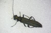 Oedemera lurida
