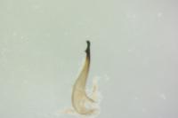Oedemera lurida