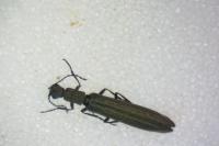 Dolichosoma lineare