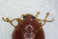 Sphaeroderma