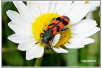 Trichodes alvearius