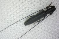 Calamobius filum