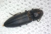 Cidnopus pilosus
