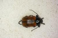 Cryptocephalus bipunctatus
