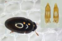 Olibrus affinis