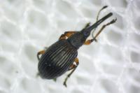 Protapion fulvipes