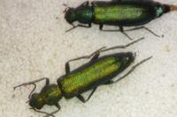 Psilothrix viridicoerulea