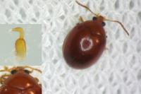 Sphaeroderma testaceum