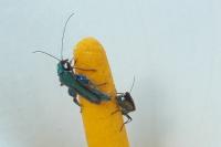 Oedemera nobilis
