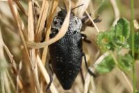 Capnodis tenebrionis