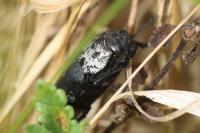 Capnodis tenebrionis