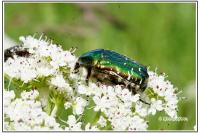 Cetonia aurata