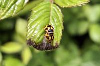 Propylea quatuordecimpunctata
