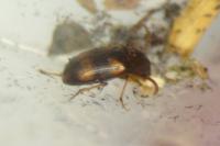 Alphitophagus bifasciatus