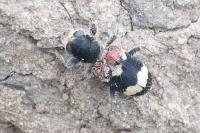Thanasimus formicarius
