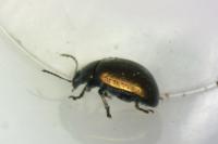 Chrysolina hyperici