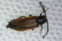 Drilus flavescens