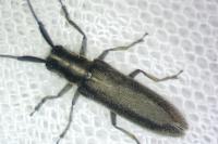 Agapanthia cardui