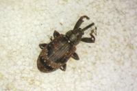 Anthonomus pomorum