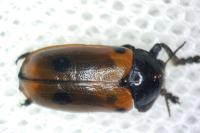 Clytra quadripunctata