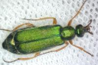 Cerocoma schaefferi