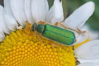 Cerocoma schaefferi