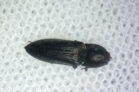 Cidnopus pilosus
